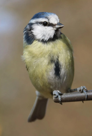 Blue tit